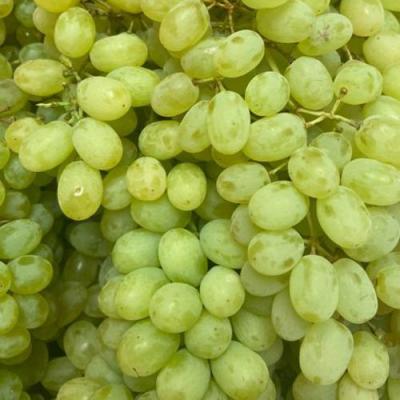 Зеленый в Сморгони