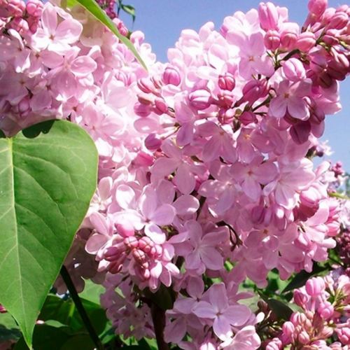 Сирень АДЕЛИНА в Сморгони