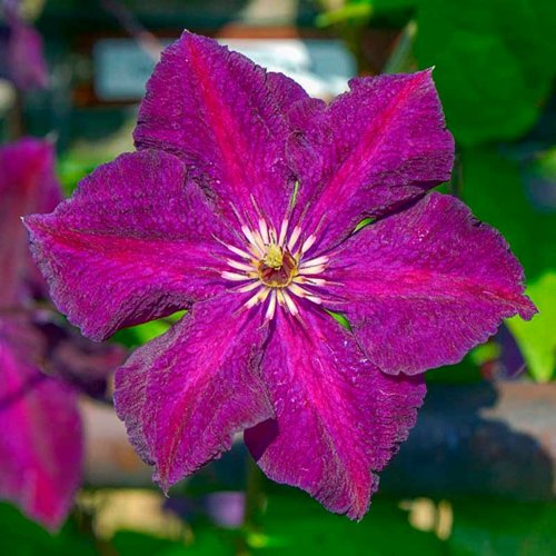 Клематис ГРЮНВАЛЬД в Сморгони