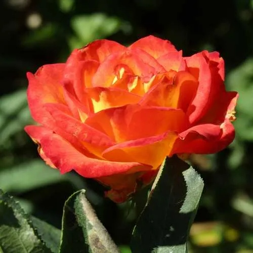 Роза ЛИНА чайно-гибридная  в Сморгони