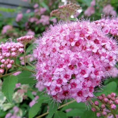 Розовая в Сморгони