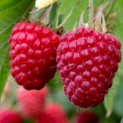 Средняя в Сморгони