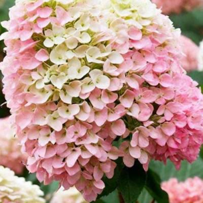 Низкорослые (карликовые) в Сморгони