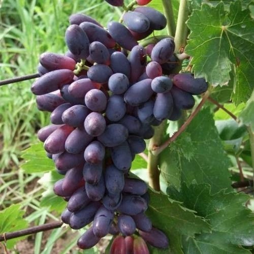 Виноград КИШМИШ ЯСЯ в Сморгони