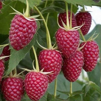 Высокая в Сморгони