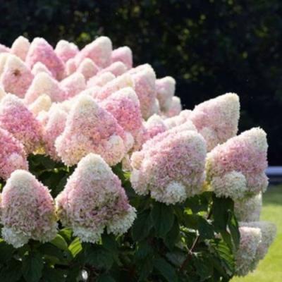 Бело-розовая в Сморгони