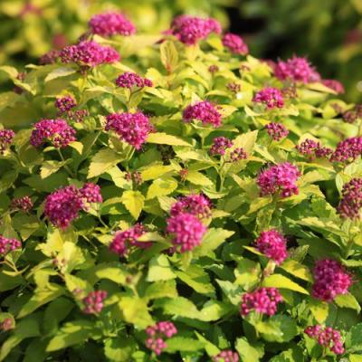 Японская в Сморгони