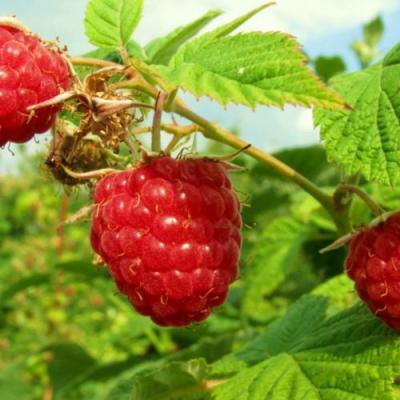 Бесшипная в Сморгони