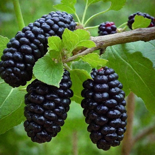 Шелковица плакучая в Сморгони