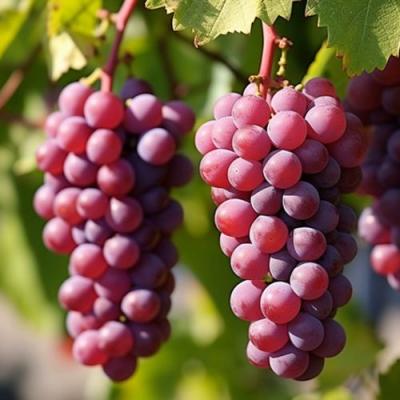 Фиолетовый в Сморгони