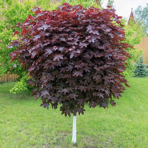 Клен красный в Сморгони