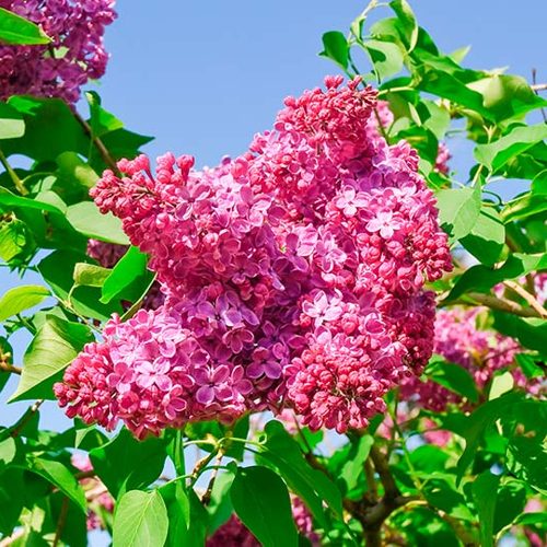 Сирень КРАСНАЯ МОСКВА в Сморгони