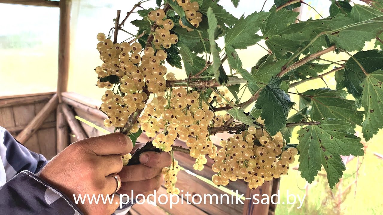 Превью видео