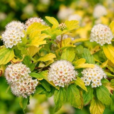 Желтый в Сморгони