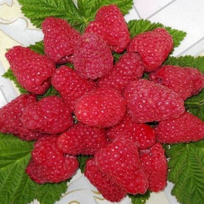 Сладкая в Сморгони