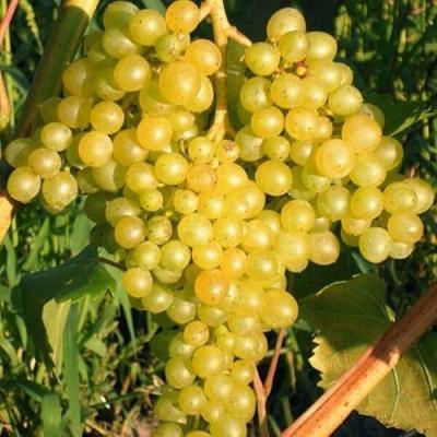 Желтый в Сморгони