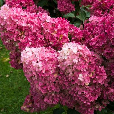 Фрайз в Сморгони