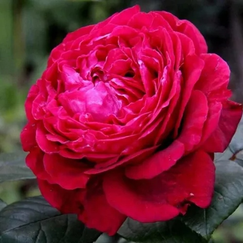 Роза 4 ВЕТРОВ флорибунда  в Сморгони