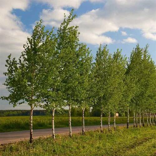 Береза обыкновенная в Сморгони