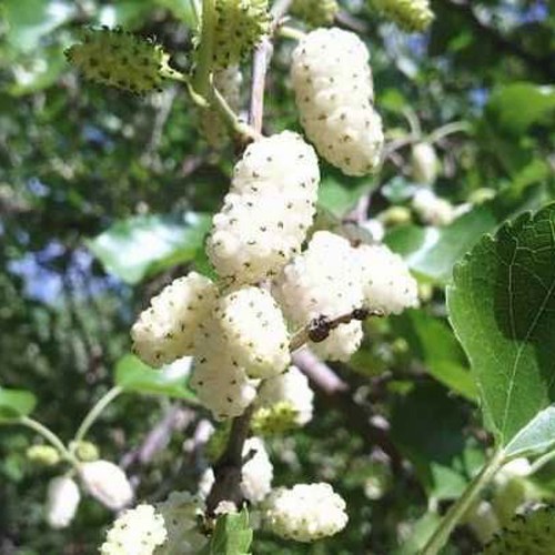 Шелковица БЕЛАЯ МЕДОВАЯ в Сморгони