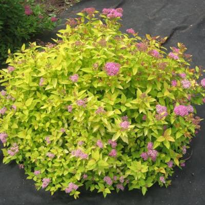 Голден в Сморгони