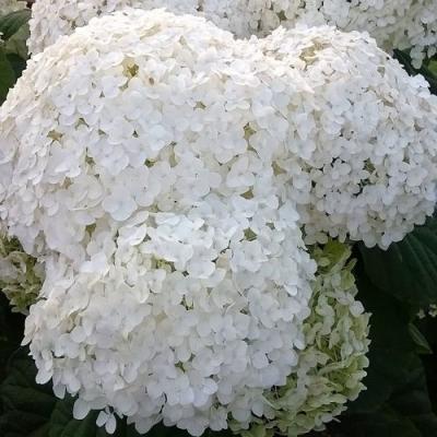 Белая в Сморгони