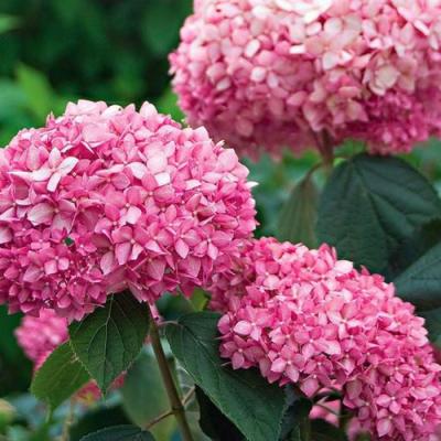 Розовая в Сморгони