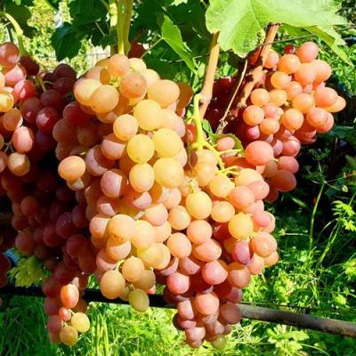 Сладкий в Сморгони