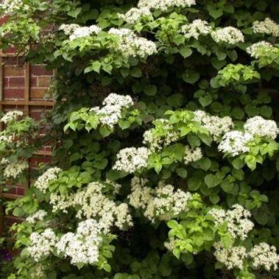 Черешковая в Сморгони