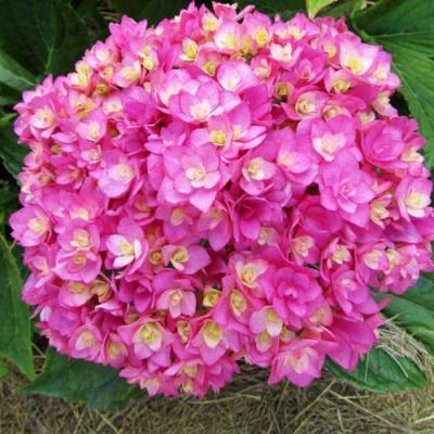 Ремонтантная в Сморгони