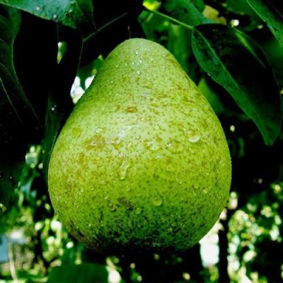 Зеленая в Сморгони