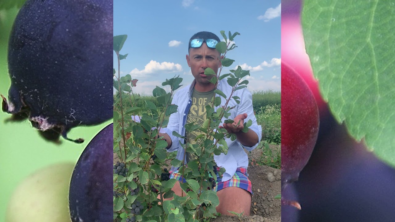 Превью видео