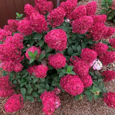 Красная в Сморгони