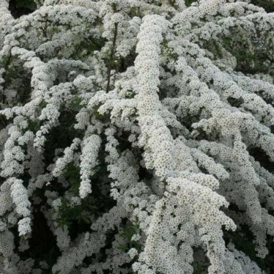 Серая в Сморгони