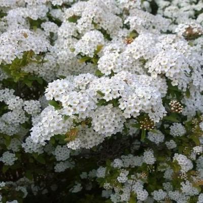 Белая в Сморгони