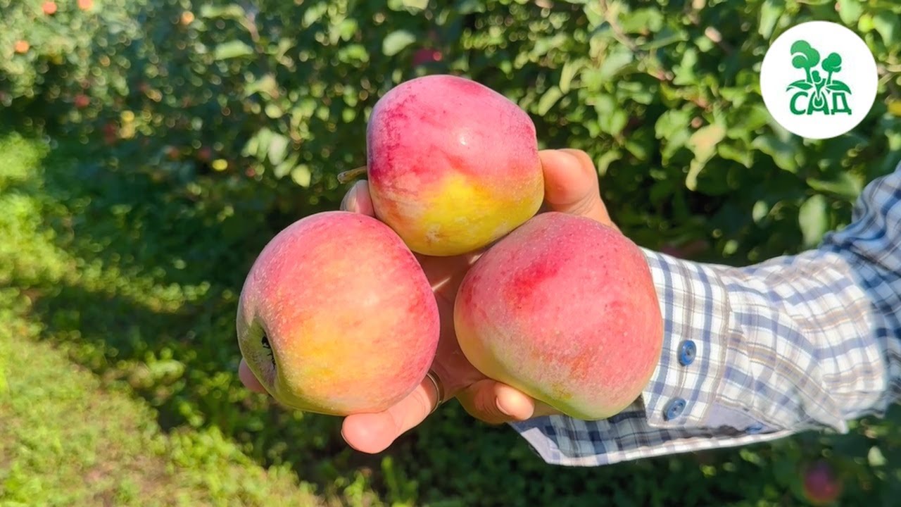 Превью видео