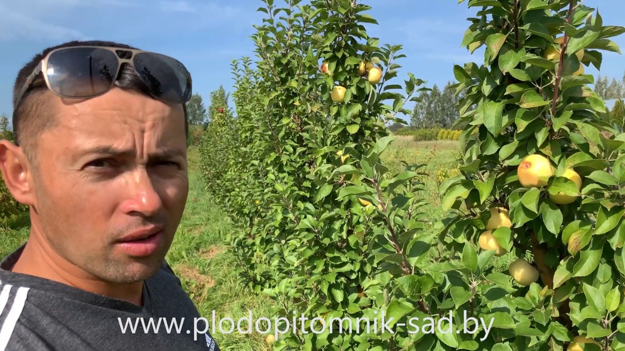 Превью видео