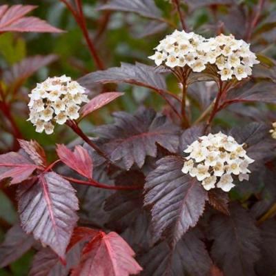 Бордовый в Сморгони