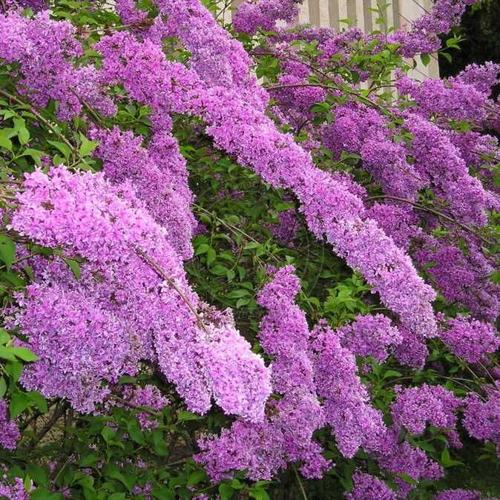 Сирень КИТАЙСКАЯ в Сморгони