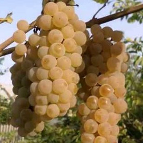 виноград дублянский