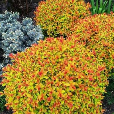 Низкорослая в Сморгони