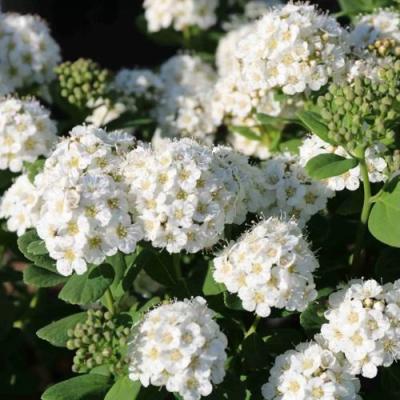 Березолистная в Сморгони