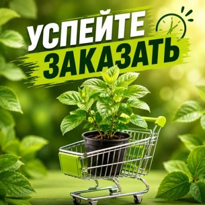 УСПЕЙТЕ ЗАКАЗАТЬ УСПЕЙТЕ ЗАКАЗАТЬ в Сморгони