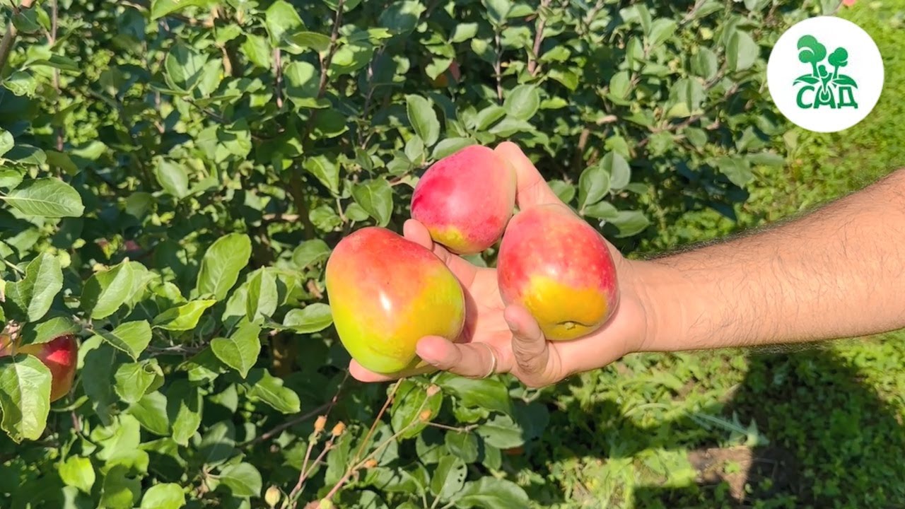 Превью видео