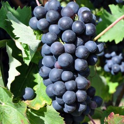 Круглый в Сморгони