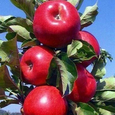 Колонновидные яблони в Сморгони