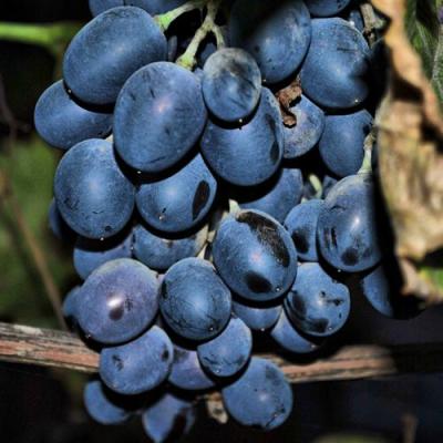 Синий в Сморгони