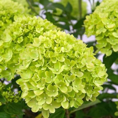 Зеленая в Сморгони