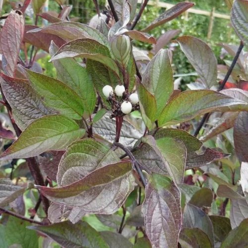 Дерен КЕССЕЛЬРИНГИ в Сморгони