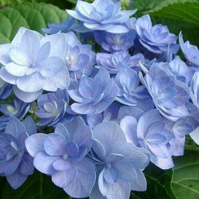 Голубая в Сморгони